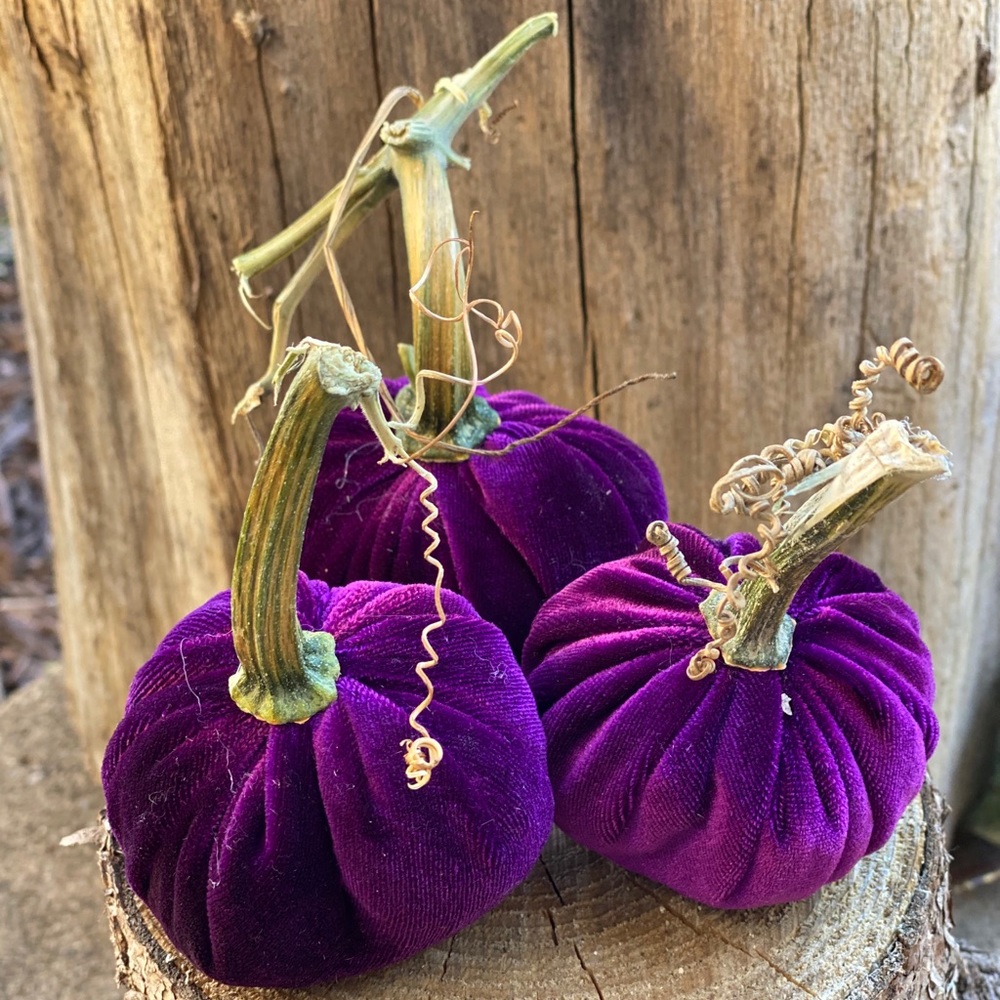 Velvet pumpkins - Picture 1 of 5